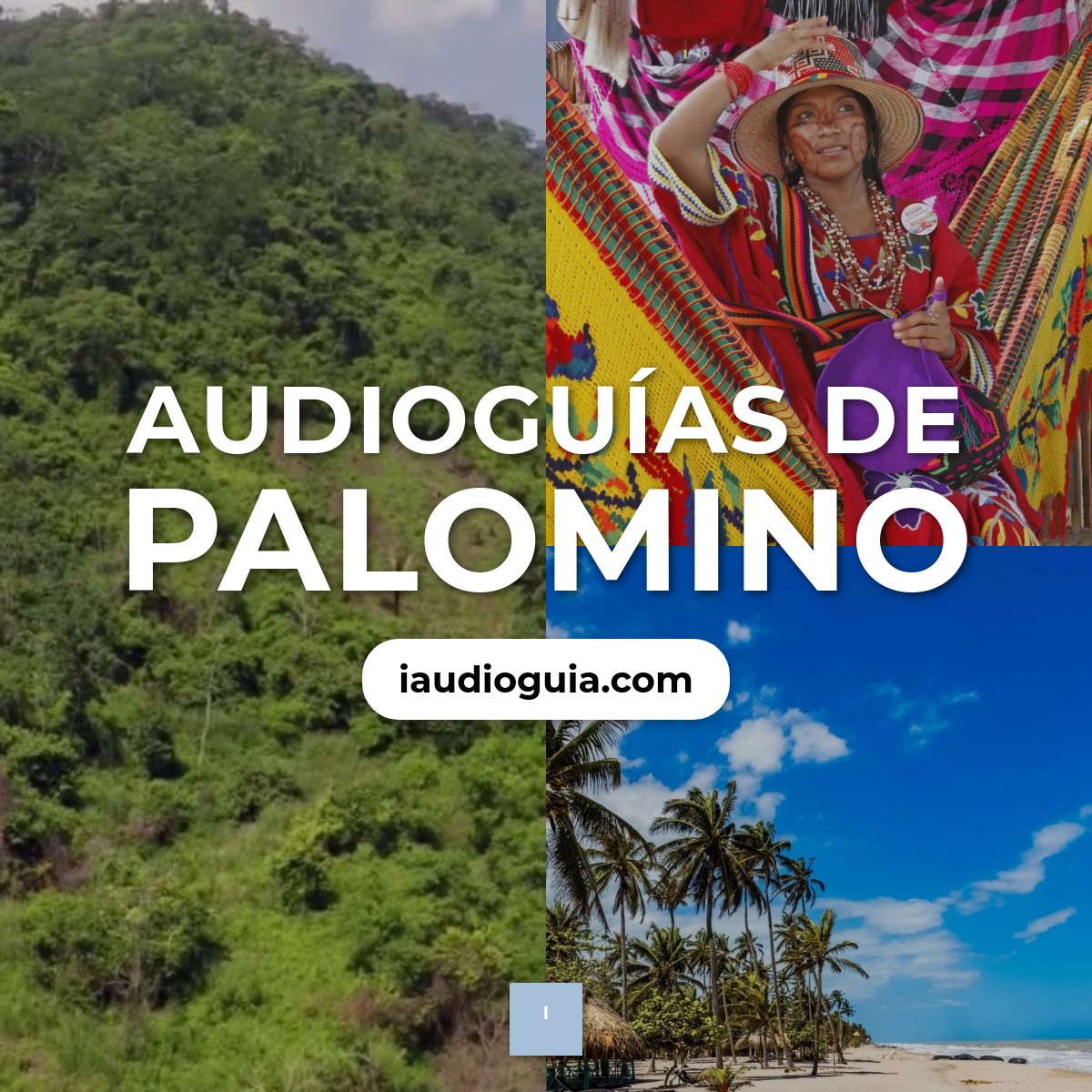 Palomino
